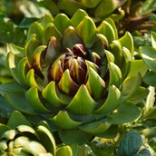 Nasiona i cebule - Karczoch zwyczajny Gros Vert de Laon - miniaturka - grafika 1