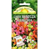 Nasiona i cebule - Lwia paszcza karłowa mieszanka 0,5 g POLAN - miniaturka - grafika 1