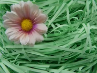 Folia, papier śniadaniowy, serwetki - Wypełniacz Dekoracyjny Proste Paski 100g Zielony - miniaturka - grafika 1