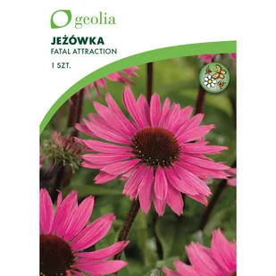 Jeżówka Fatal Attraction 1szt. cebulki kwiatów Geolia - Nasiona i cebule - miniaturka - grafika 1