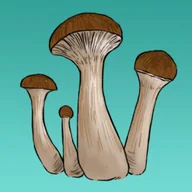 Nasiona i cebule - Mykożerca Growkit Mckennaii - miniaturka - grafika 1