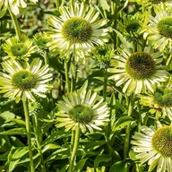 Nasiona i cebule - Jeżówka ‘Green Jewel’ - miniaturka - grafika 1