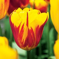 Nasiona i cebule - Tulipan Washington 5szt cebulki tulipanów Tulipany - miniaturka - grafika 1