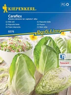 Nasiona i cebule - Kapusta Biała Caraflex F1 8376 (ST) - miniaturka - grafika 1