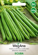 Nasiona i cebule - Fasola szparagowa karłowa Scuba nasiona 40g nasiona - WegAna - miniaturka - grafika 1