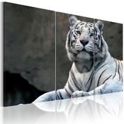 Obrazy i zdjęcia na płótnie - Obraz - Biały tygrys (rozmiar 120x80) - miniaturka - grafika 1