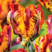 Nasiona i cebule - Tulipan Papuzi Rasta Parrot 5 szt Tulipany cebulki tulipanów - miniaturka - grafika 1