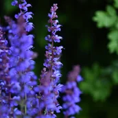 Nasiona i cebule - Szałwia omszona Niebieska 'Carina' (Salvia x hybrida) W Doniczce 1L - miniaturka - grafika 1