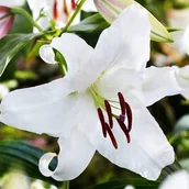 Nasiona i cebule - Lilia orientalna Santander 1 szt. cebule cebulki lilii lilie - miniaturka - grafika 1