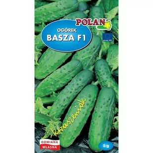 OGÓREK GRUNTOWY BASZA 5G - Nasiona i cebule - miniaturka - grafika 1