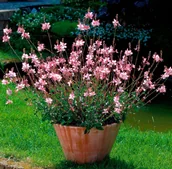 Nasiona i cebule - Gaura Lindheimera Biało-Różowa Królowa Letnich Rabat Bylina Sadzonka - miniaturka - grafika 1