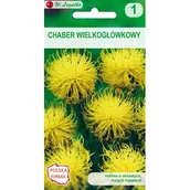 Nasiona i cebule - Chaber wielkogłówkowy żółty 80-100 cm W.Legutko - miniaturka - grafika 1