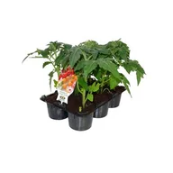 Kwiaty doniczkowe - Pomidor koktajlowy wysoki 6-pak, wys.25 cm - miniaturka - grafika 1