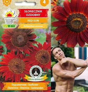 Toraf KWIATY Słonecznik Red Sun nasiona 2g 00476 - Nasiona i cebule - miniaturka - grafika 1