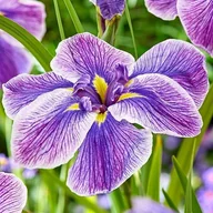 Nasiona i cebule - Irys ensata japoński Dinner Plate Sundae 1 szt. - miniaturka - grafika 1
