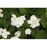Kwiaty doniczkowe - Jaśminowiec 'Virginal' - miniaturka - grafika 1