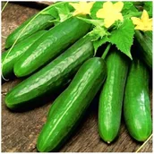 Nasiona i cebule - Ogórek szklarniowy MELANY F1 wczesny i PARTENOKARPICZNY nasiona 40 sztuk - miniaturka - grafika 1