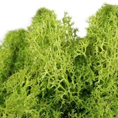 Sztuczne kwiaty - [59009] Naturalny mech chrobotek jasnozielony 30g - miniaturka - grafika 1