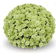 Kwiaty doniczkowe - Chryzantema drobnokwiatowa - miniaturka - grafika 1