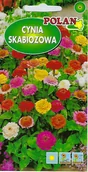 Nasiona i cebule - Cynia skabiozowa mieszanka 1 g POLAN - miniaturka - grafika 1