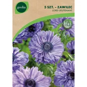Nasiona i cebule - Zawilec Lord Lieutenant 5/6 5szt. Cebulki kwiatów Geolia - miniaturka - grafika 1