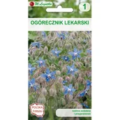 Nasiona i cebule - Ogórecznik lekarski W.Legutko - miniaturka - grafika 1