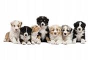 Naklejki na ścianę - Naklejki ze zwierzętami psy psiaki Szczeniaczki 9, 93x32 cm - miniaturka - grafika 1