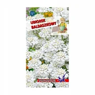 Nasiona i cebule - Ubiorek baldaszkowy biały nasiona 1g / O / - miniaturka - grafika 1