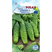 Nasiona i cebule - Ogórek Sander Polan - miniaturka - grafika 1