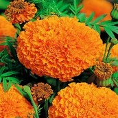 Nasiona i cebule - Aksamitka Wielkokwiatowa Moonlight Pomarańczowa - miniaturka - grafika 1