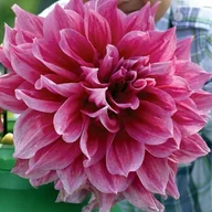 Nasiona i cebule - Dalia talerzowa Emory Paul 1 szt. - miniaturka - grafika 1