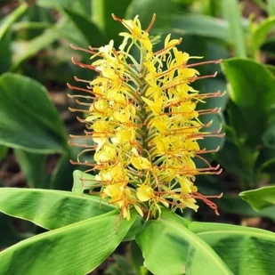 Hedychium Wianecznik Gardnera 1 szt. GIGANT - Nasiona i cebule - miniaturka - grafika 1