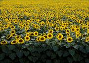 Plakaty - Sunflowers in a Wisconsin field., Carol Highsmith - plakat 70x50 cm - miniaturka - grafika 1