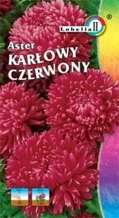Aster karłowy czerwony 1g / L / - Nasiona i cebule - miniaturka - grafika 1