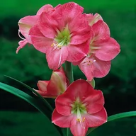 Nasiona i cebule - Hippeastrum Amarylis Susan 1 szt Cebula Amarylisy - miniaturka - grafika 1