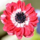 Nasiona i cebule - Anemon Zawilec St. Brigid Governor 10 szt. cebulki cebule - miniaturka - grafika 1