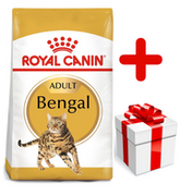 Sucha karma dla kotów - Royal Canin Bengal Adult 10 kg - miniaturka - grafika 1