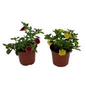 Kwiaty doniczkowe i cięte - Calibrachoa Superbells® żółty - miniaturka - grafika 1