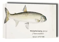 Obrazy i zdjęcia na płótnie - Antique fish White Spotted Greyling, F. E. Clarke - obraz na płótnie Wymiar do wyboru: 91,5x61 cm - miniaturka - grafika 1