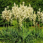 Nasiona i cebule - Juka karolińska ogrodowa (Yucca filamentosa) Doniczka 2.5L Jukka Yuca - miniaturka - grafika 1