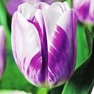 Nasiona i cebule - Tulipan Triumph Dwukolorowy Flaming Flag 5 szt cebulki tulipanów - miniaturka - grafika 1