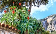 Kwiaty doniczkowe - Aloes Drzewiasty Aloe Arborescens Leczniczy P12 - miniaturka - grafika 1