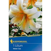 Nasiona i cebule - Lilia drzewiasta Mister Cas - miniaturka - grafika 1