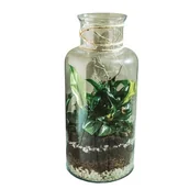 Kwiaty doniczkowe - Ogródek w szkle 004 - miniaturka - grafika 1