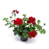 Kwiaty doniczkowe - Pelargonia bluszczolistna Kate - miniaturka - grafika 1