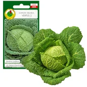 Nasiona i cebule - Kapusta Włoska Vertus 2 Nasiona 2g Średnio Późna - miniaturka - grafika 1