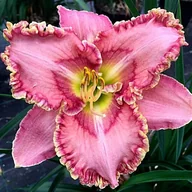 Nasiona i cebule - Hemerocallis Liliowiec Princess Tutu 1 szt. - miniaturka - grafika 1