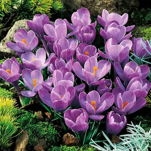Krokus Wielkokwiatowy Grand Maitre 10 szt Krokusy cebulki krokusów - Nasiona i cebule - miniaturka - grafika 1