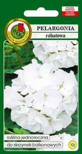 Pelargonia Rabatowa F1 Biała 10z PNOS - Nasiona i cebule - miniaturka - grafika 1