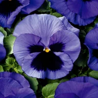 Nasiona i cebule - Bratek Wielkokwiatowy niebieski z plamą (Viola X Wittrockiana) 150 nasion - miniaturka - grafika 1